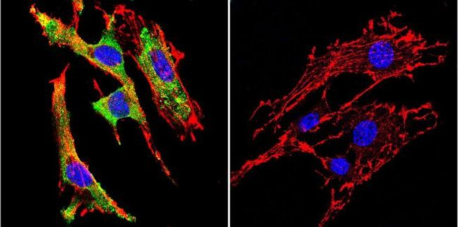 GRP94 Antibody in Immunocytochemistry (ICC/IF)