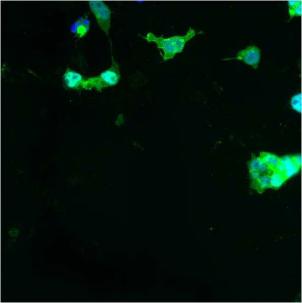 GLUT1 Antibody in Immunocytochemistry (ICC/IF)