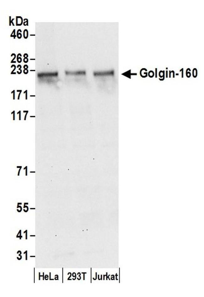 Golgin-160 Antibody in Western Blot (WB)