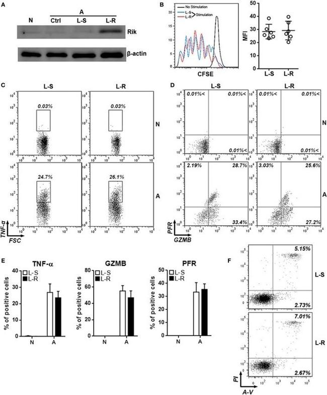 Perforin Antibody