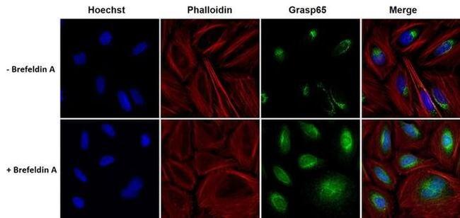 GRASP65 Antibody