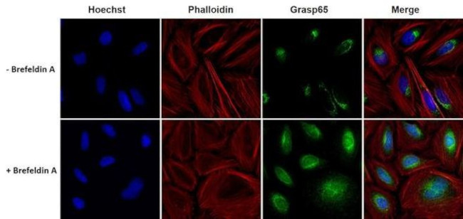 GRASP65 Antibody in Immunocytochemistry (ICC/IF)