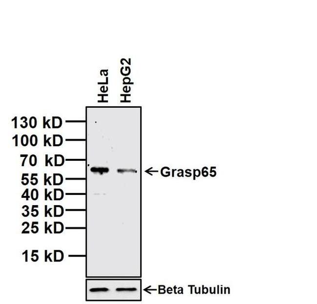 GRASP65 Antibody in Western Blot (WB)