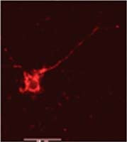 Phospho-NMDAR2B (Tyr1336) Antibody in Immunohistochemistry (IHC)