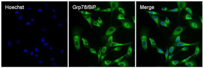 GRP78 Antibody in Immunocytochemistry (ICC/IF)