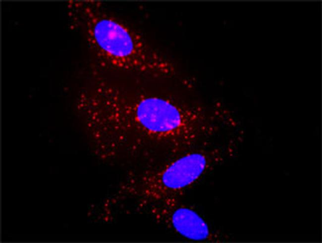 A2M Antibody in Proximity Ligation Assay (PLA) (PLA)