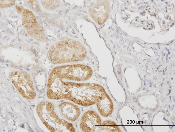 SERPINA3 Antibody in Immunohistochemistry (Paraffin) (IHC (P))