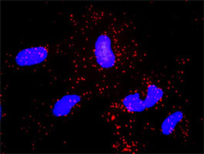 ABL2 Antibody in Proximity Ligation Assay (PLA) (PLA)