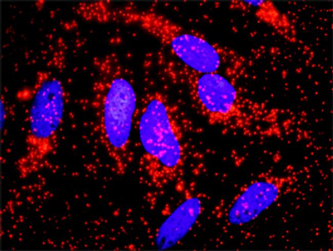 ACTN4 Antibody in Proximity Ligation Assay (PLA) (PLA)