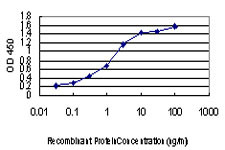 ACVR1B Antibody in ELISA (ELISA)