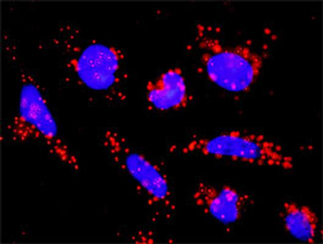 ACVR1B Antibody in Proximity Ligation Assay (PLA) (PLA)