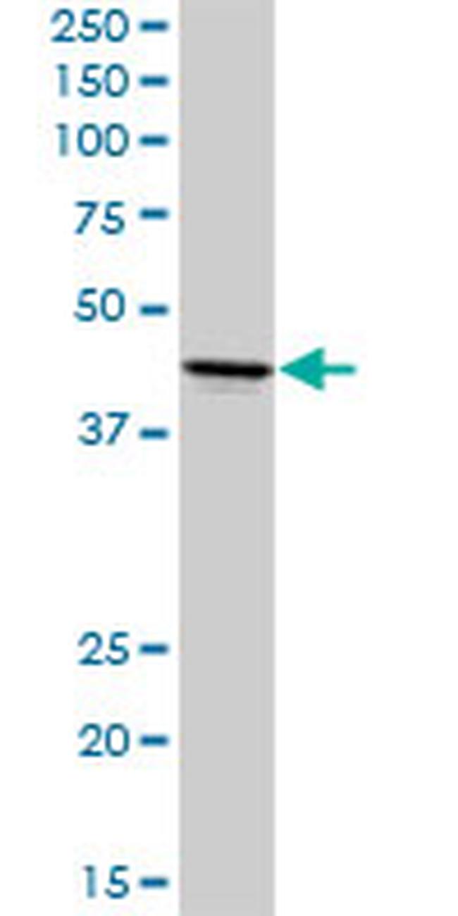 ADORA2A Antibody in Western Blot (WB)