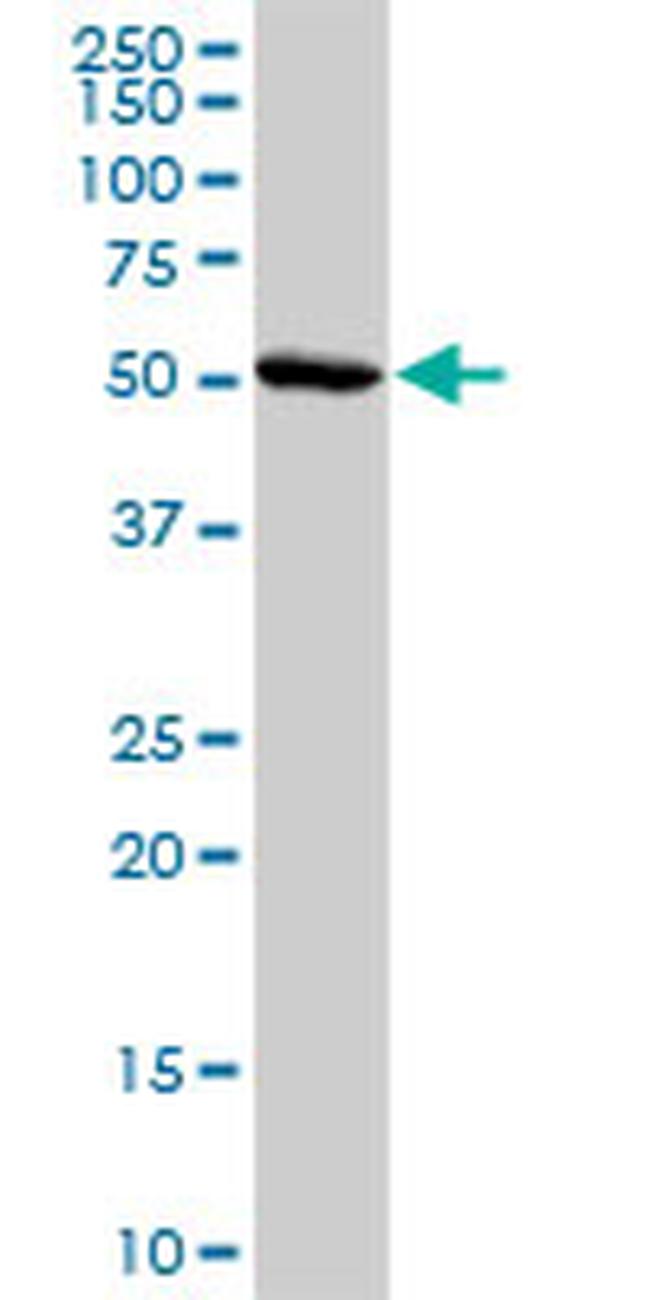 ADORA2A Antibody in Western Blot (WB)