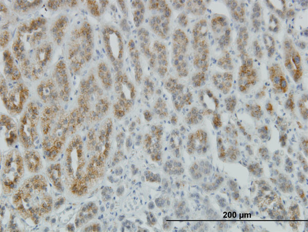 AEBP1 Antibody in Immunohistochemistry (Paraffin) (IHC (P))