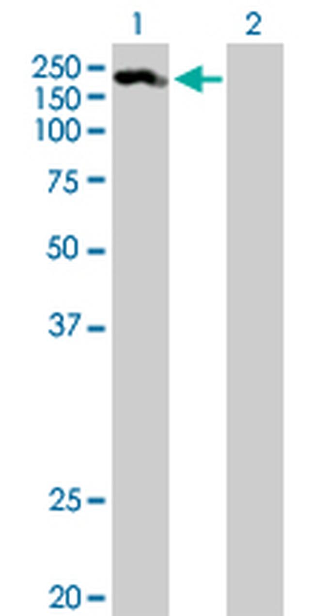 JAG1 Antibody in Western Blot (WB)