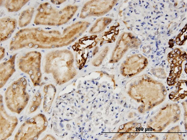 AGT Antibody in Immunohistochemistry (Paraffin) (IHC (P))