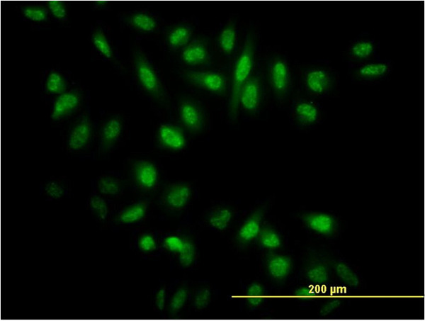 NR0B1 Antibody in Immunocytochemistry (ICC/IF)