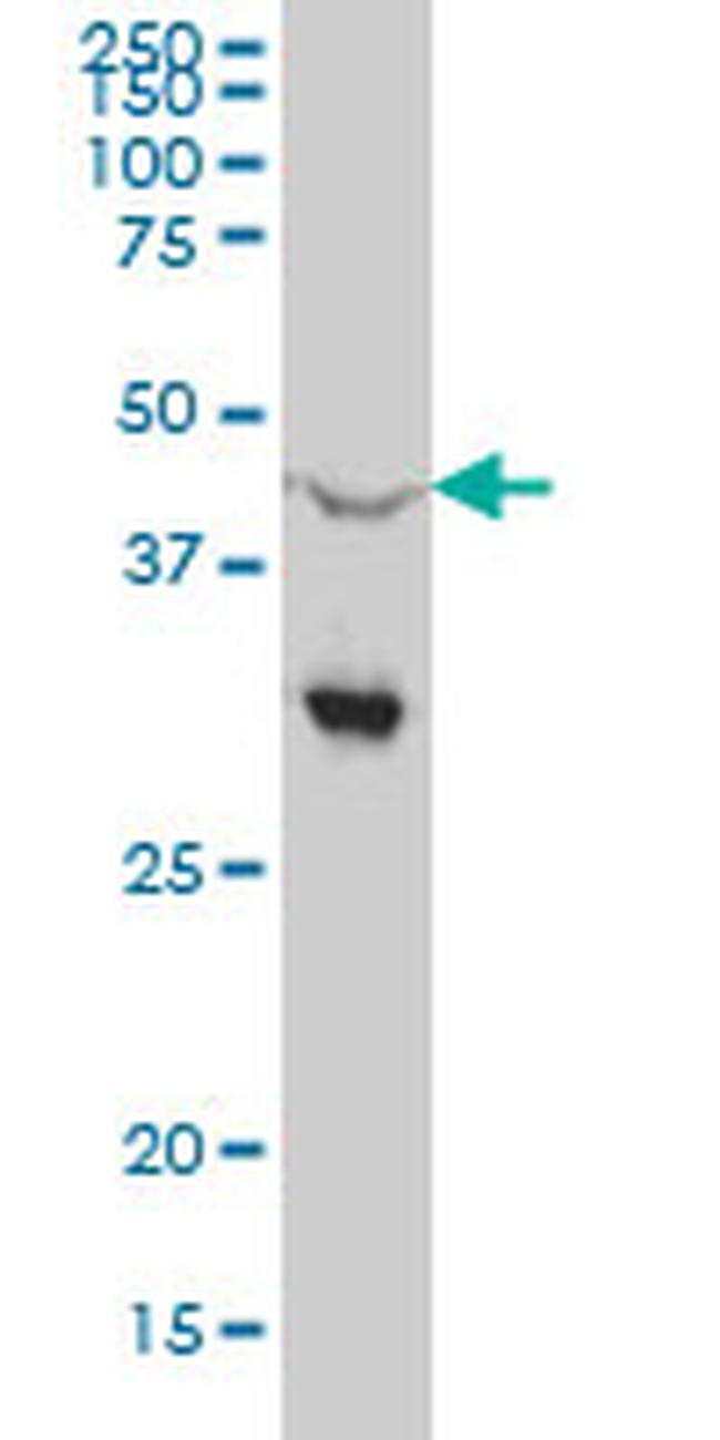 NR0B1 Antibody in Western Blot (WB)