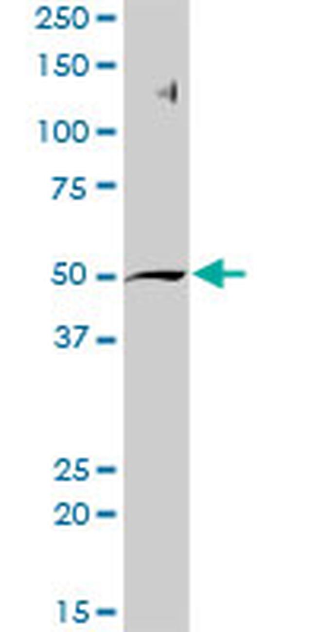 AHCY Antibody in Western Blot (WB)