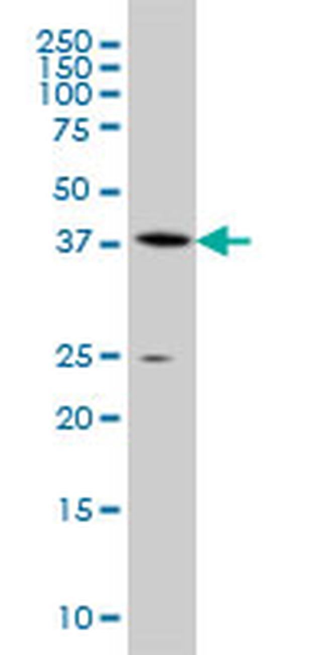 AHCY Antibody in Western Blot (WB)