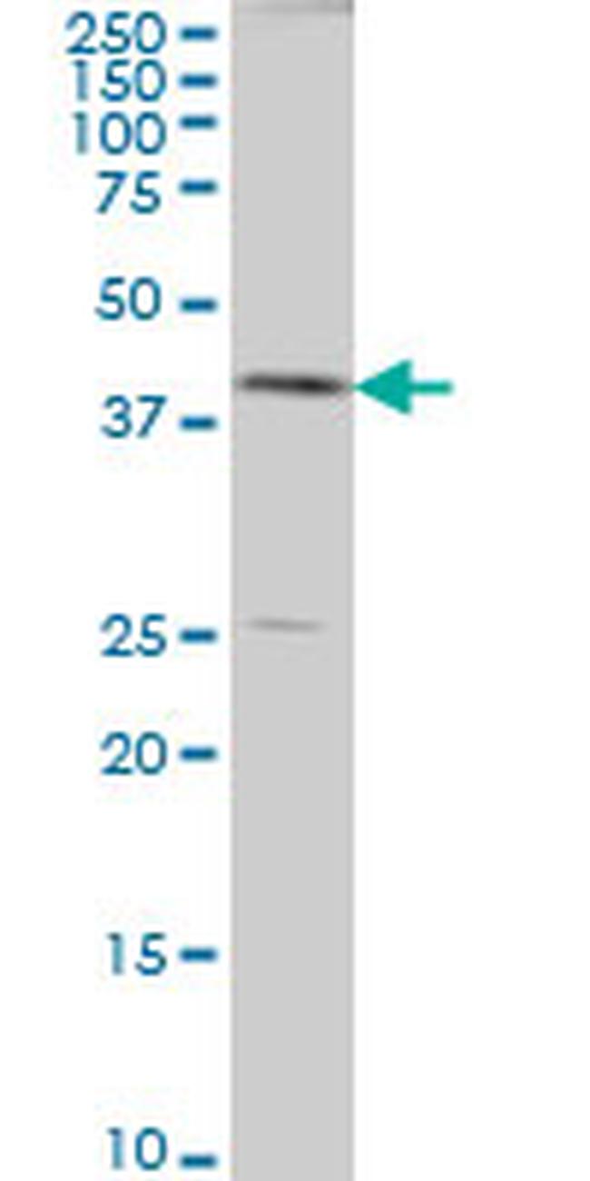 AHCY Antibody in Western Blot (WB)