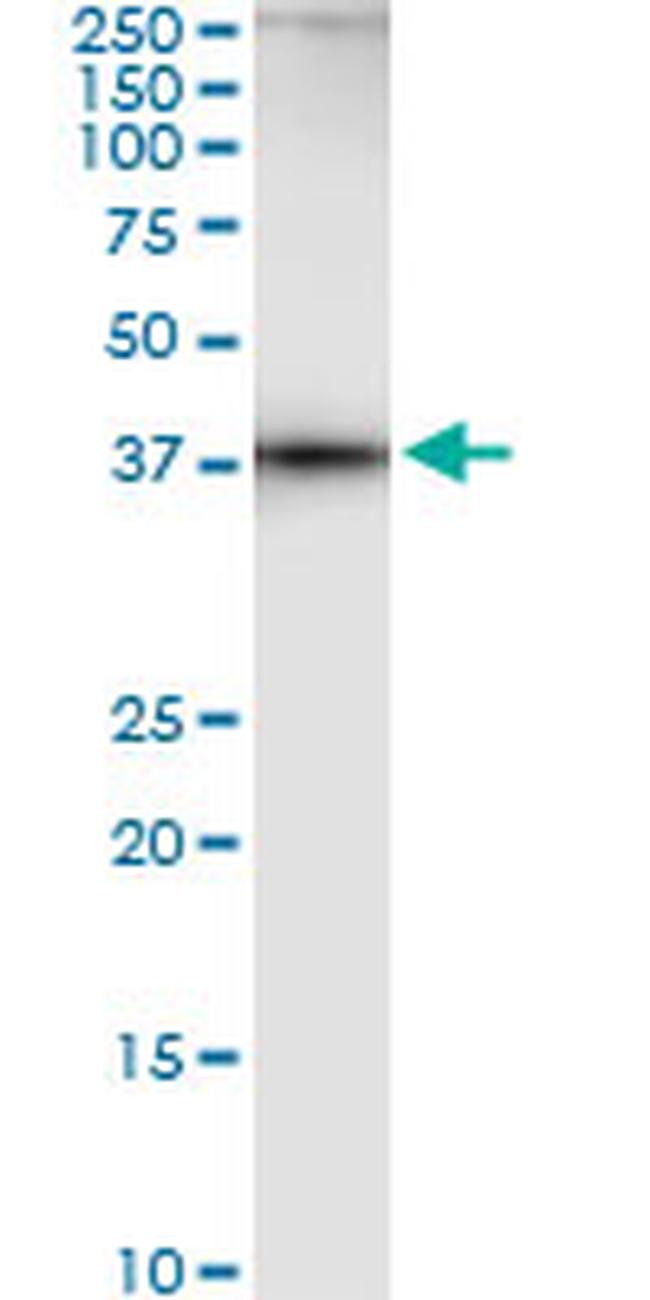 AHCY Antibody in Western Blot (WB)