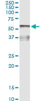 AHSG Antibody in Immunoprecipitation (IP)