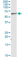 AKT1 Antibody in Immunoprecipitation (IP)