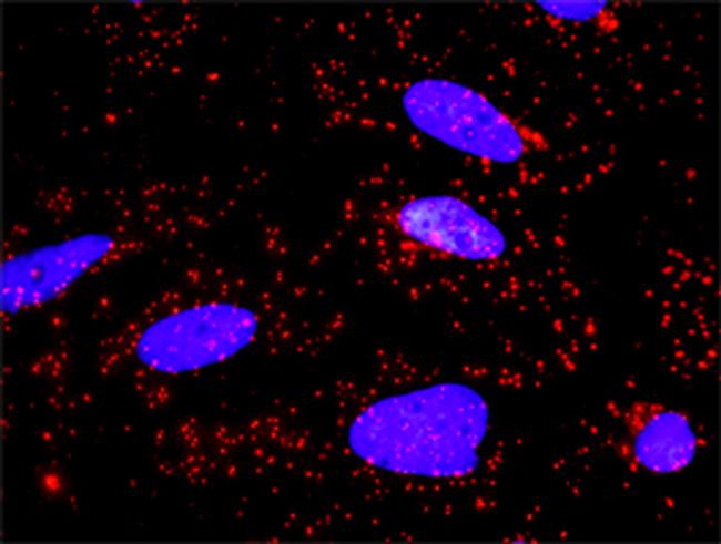 AKT1 Antibody in Proximity Ligation Assay (PLA) (PLA)