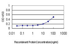 AKT1 Antibody in ELISA (ELISA)