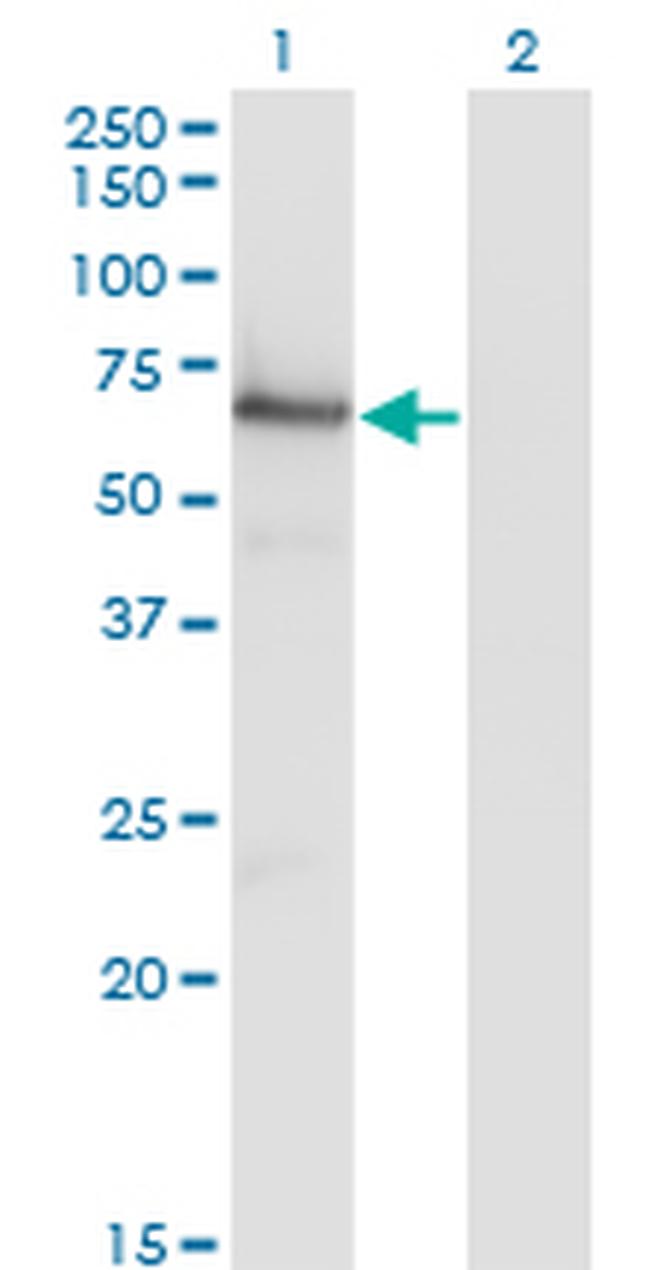 AKT1 Antibody in Western Blot (WB)