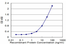 ALDH2 Antibody in ELISA (ELISA)