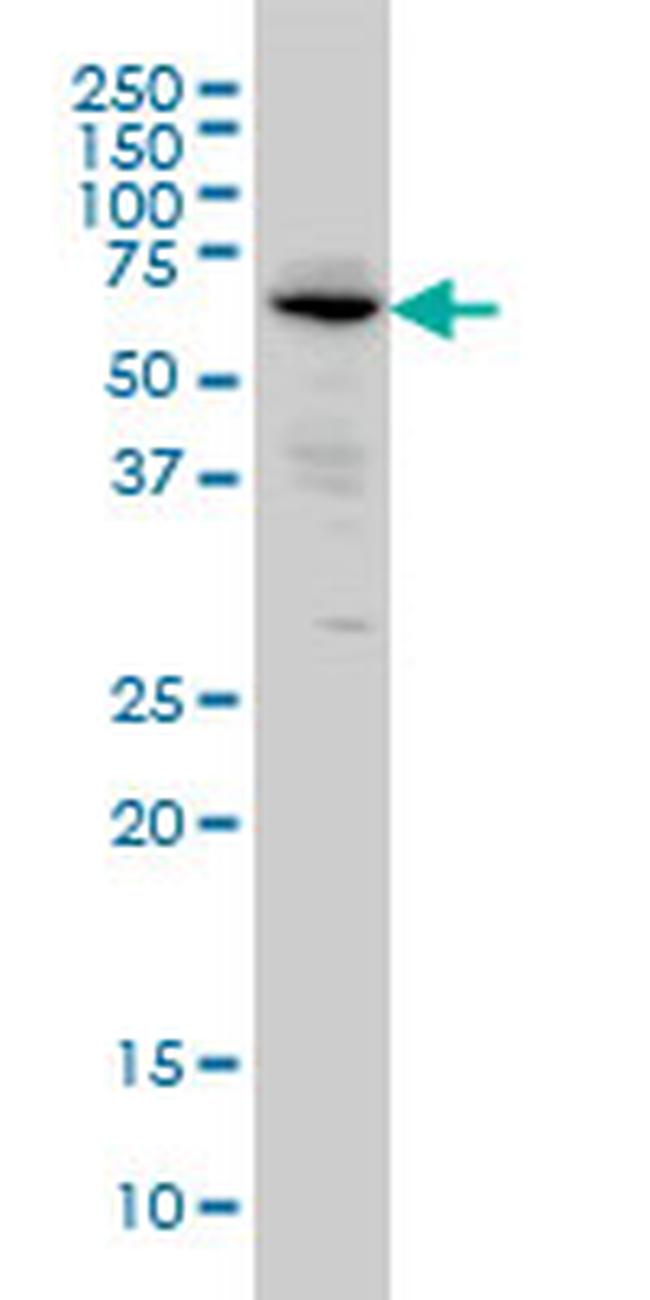 ALPI Antibody in Western Blot (WB)