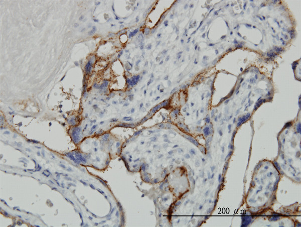 ALPPL2 Antibody in Immunohistochemistry (Paraffin) (IHC (P))