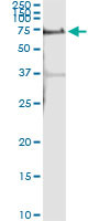 ALPPL2 Antibody in Immunoprecipitation (IP)