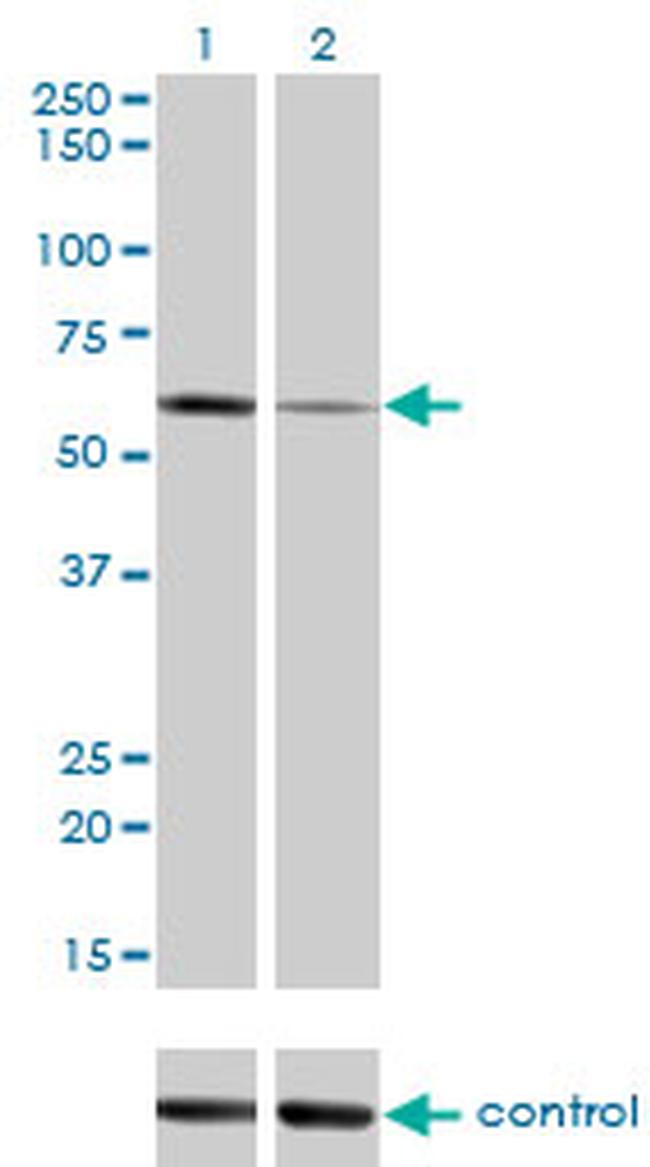 ALPPL2 Antibody in Western Blot (WB)