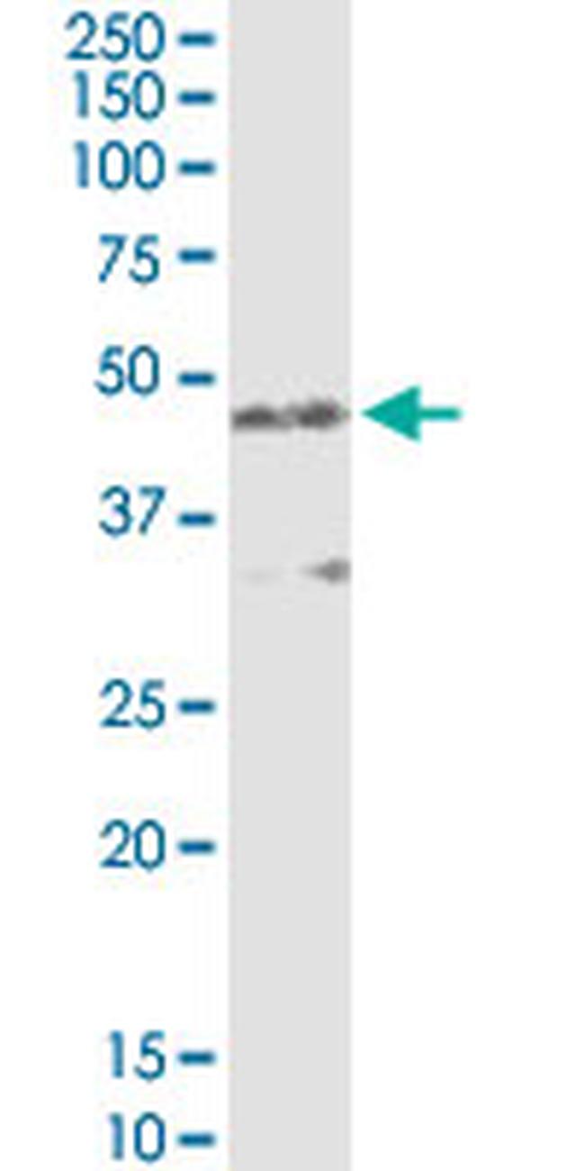 AMBP Antibody in Western Blot (WB)