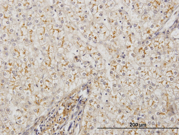 AMBP Antibody in Immunohistochemistry (Paraffin) (IHC (P))