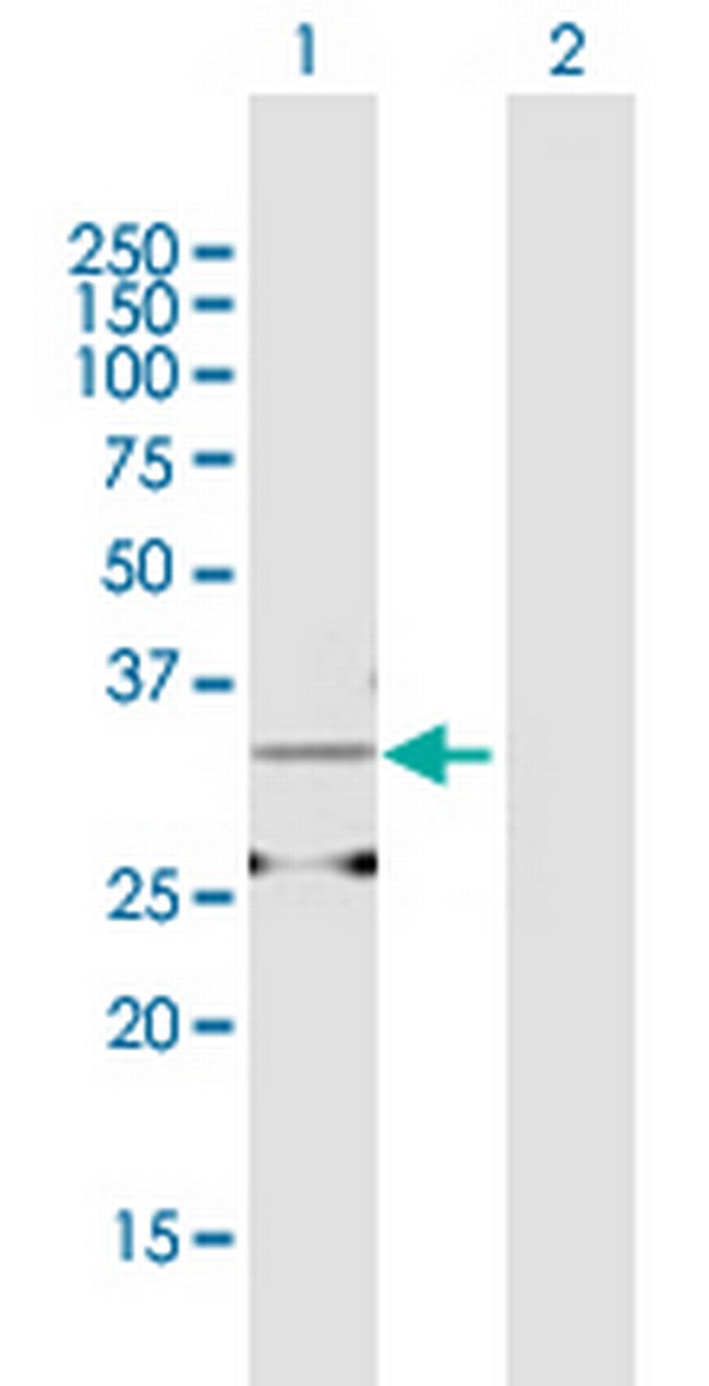 AMD1 Antibody in Western Blot (WB)