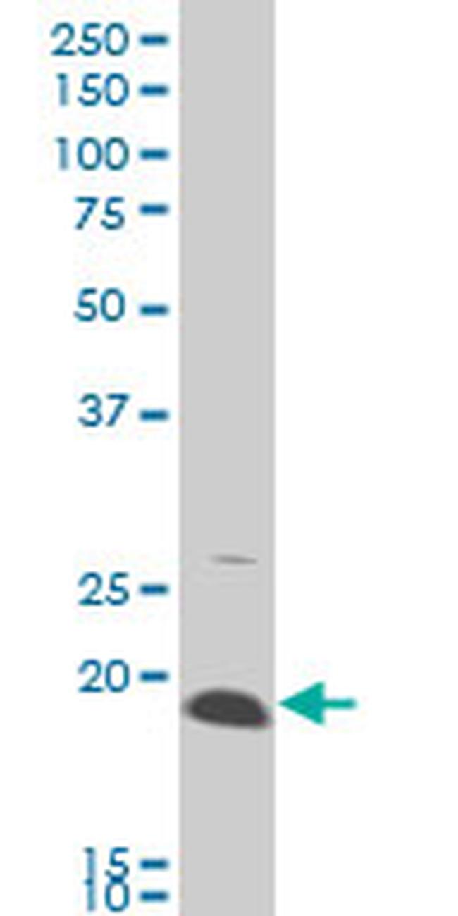 AMELX Antibody in Western Blot (WB)