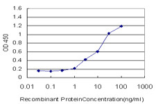 SLC25A6 Antibody in ELISA (ELISA)