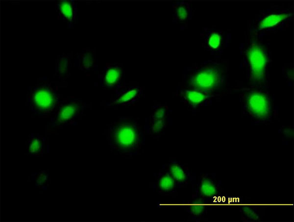 ANXA1 Antibody in Immunocytochemistry (ICC/IF)