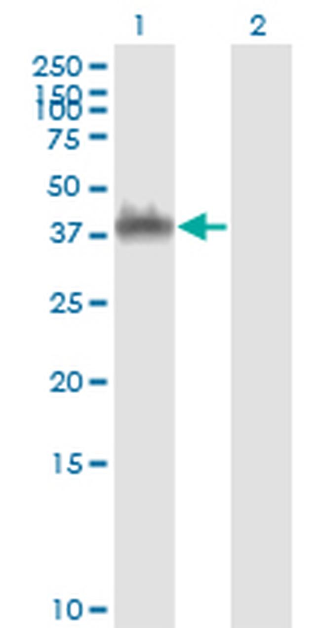 ANXA2 Antibody in Western Blot (WB)