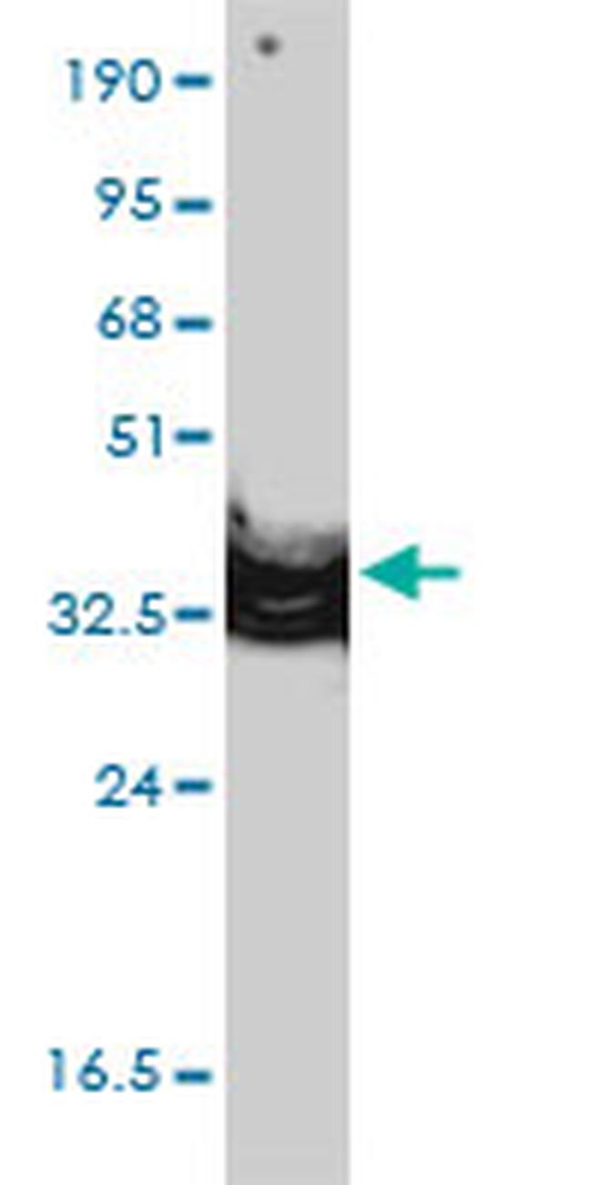 ANXA2 Antibody in Western Blot (WB)