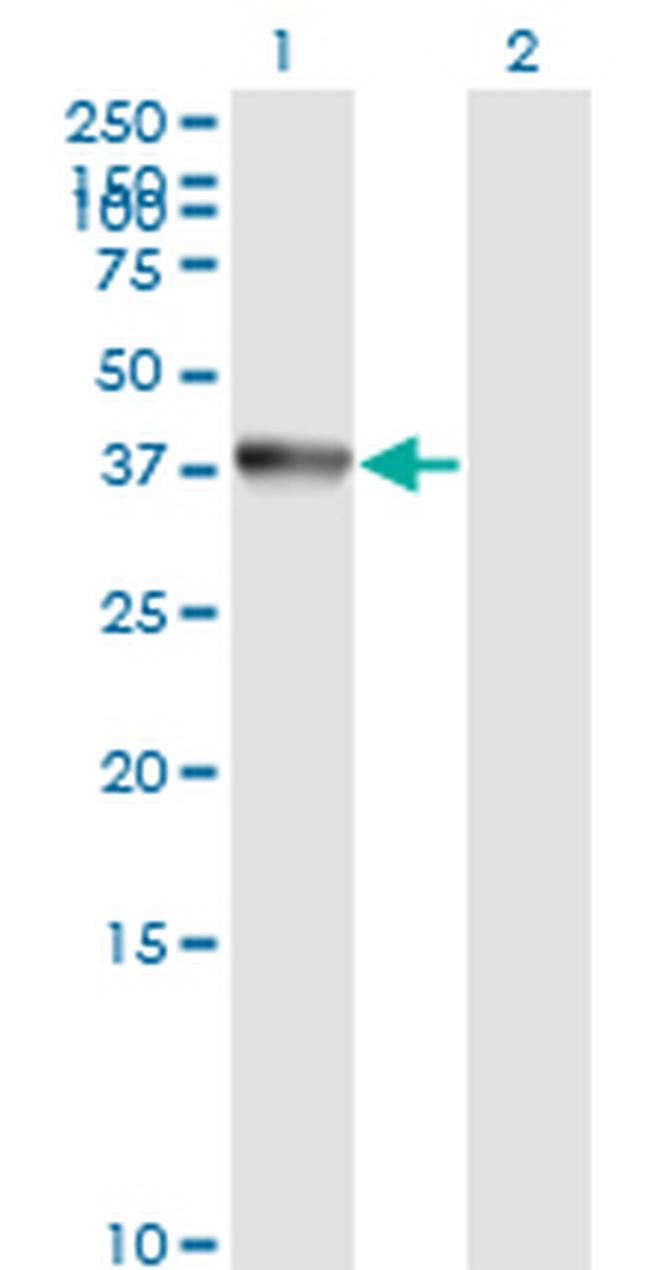 ANXA2 Antibody in Western Blot (WB)