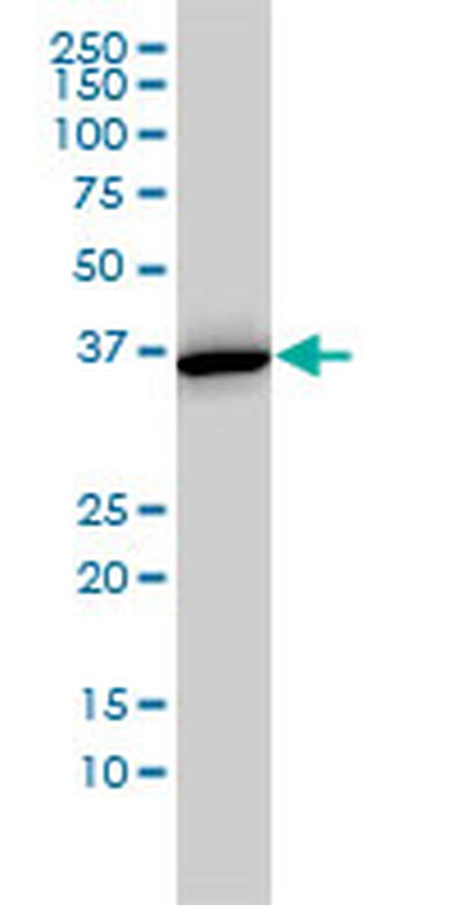 ANXA2 Antibody in Western Blot (WB)