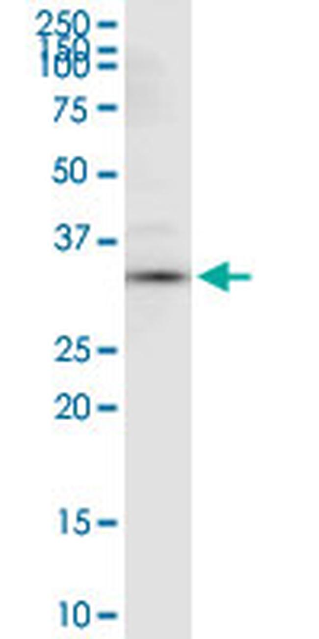 ANXA4 Antibody in Western Blot (WB)