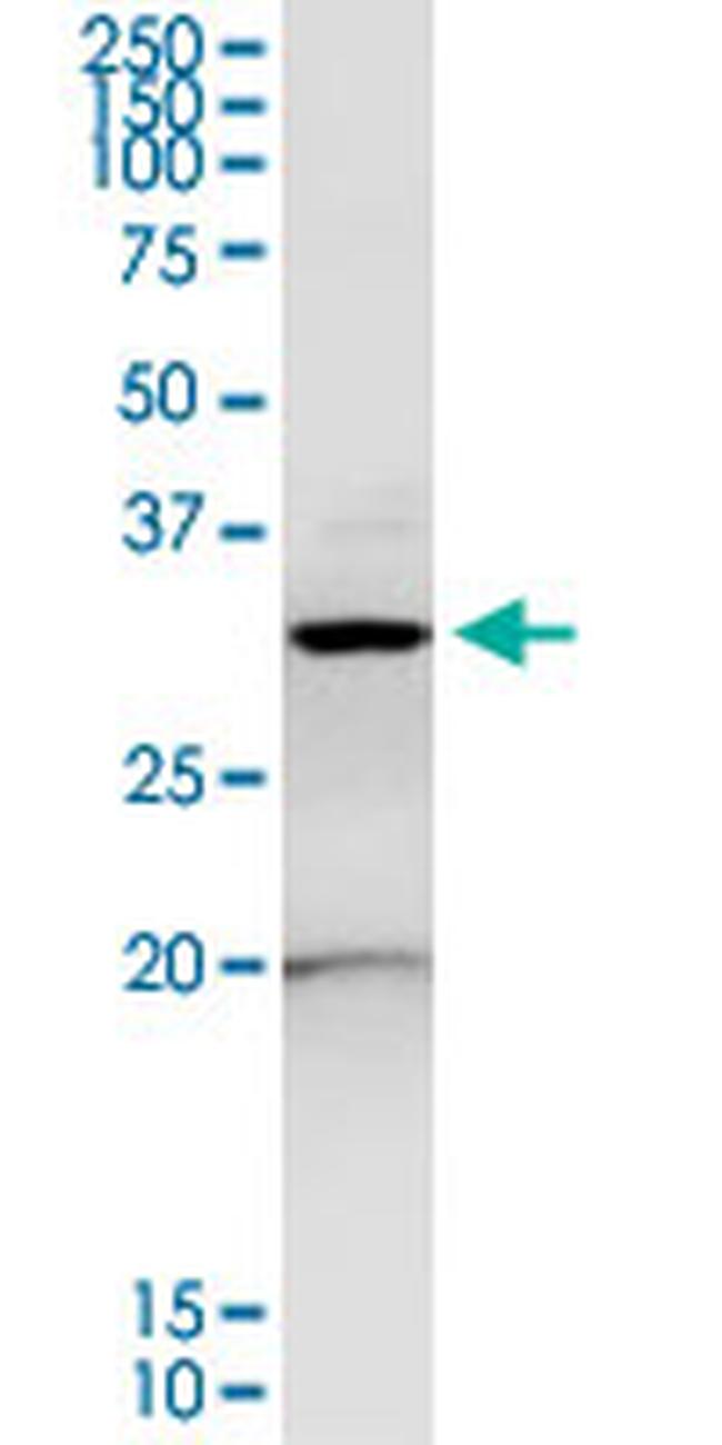 ANXA4 Antibody in Western Blot (WB)