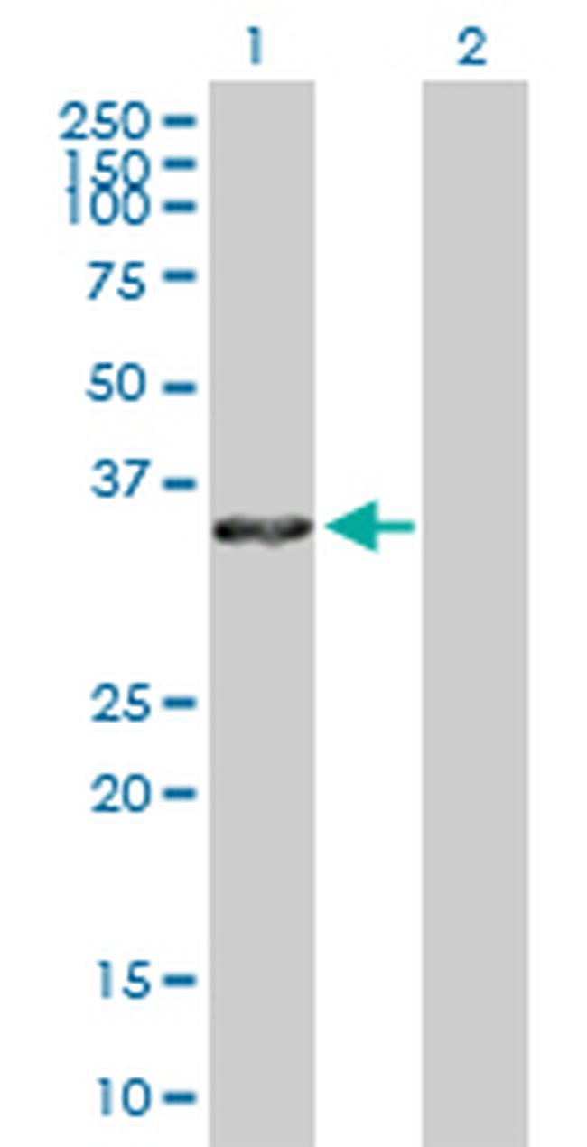 ANXA4 Antibody in Western Blot (WB)