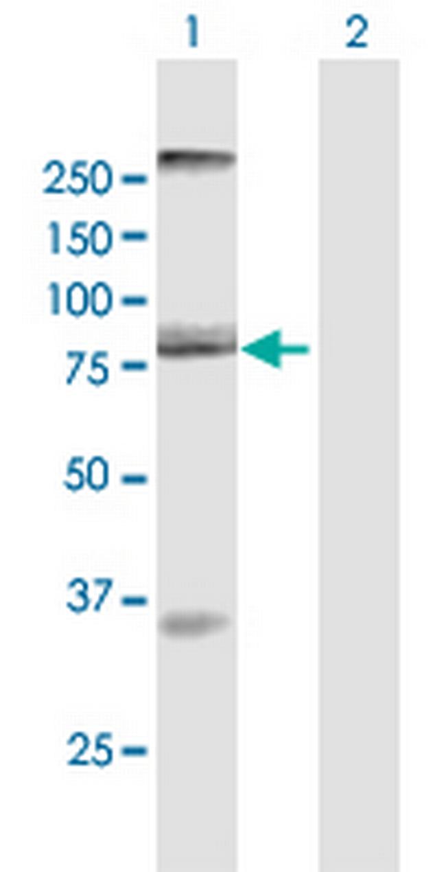 AOC2 Antibody in Western Blot (WB)